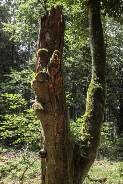 WaldskulpturHeinsberger Heide - (c) L Lammers.jpg